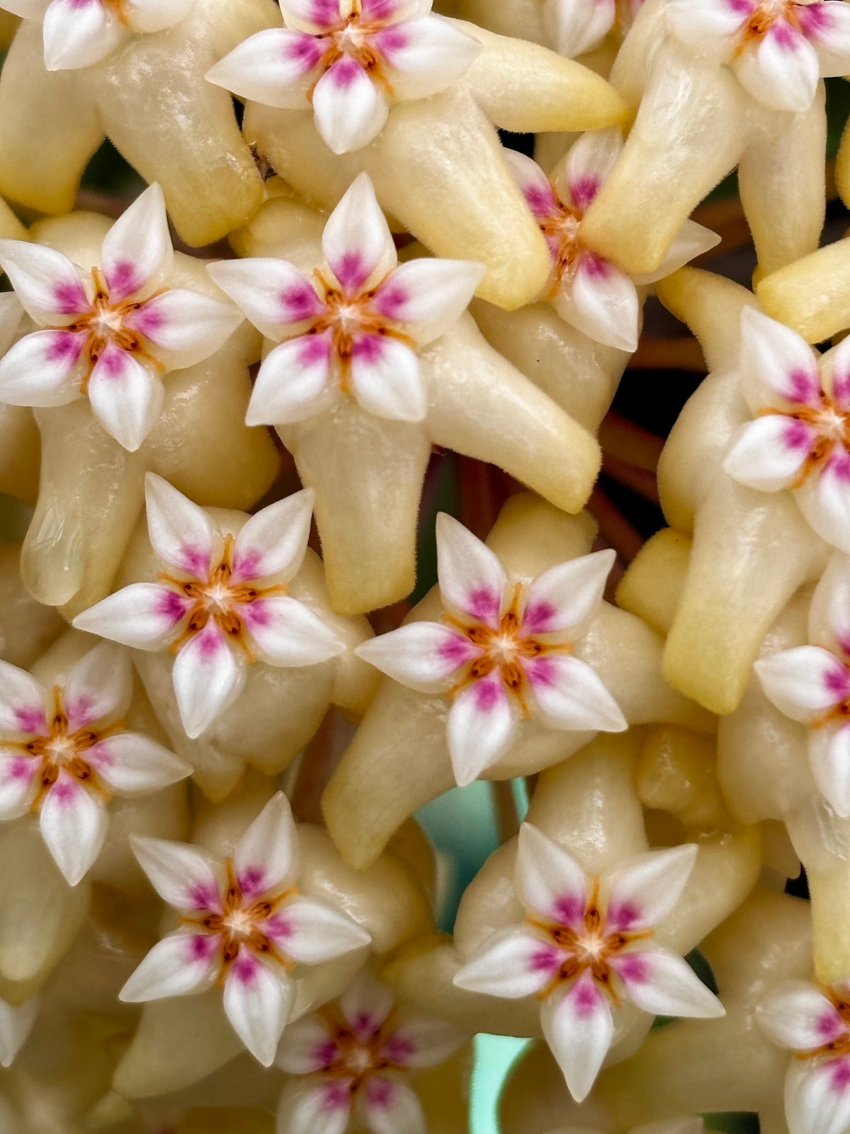 Hoya rigida IML 1424 H80