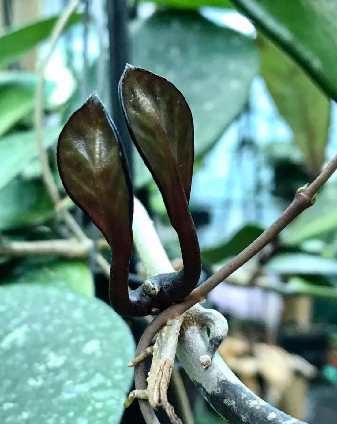 Hoya obovata (chimera) H194