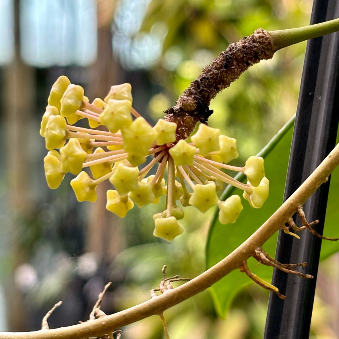 Hoya merrillii H20