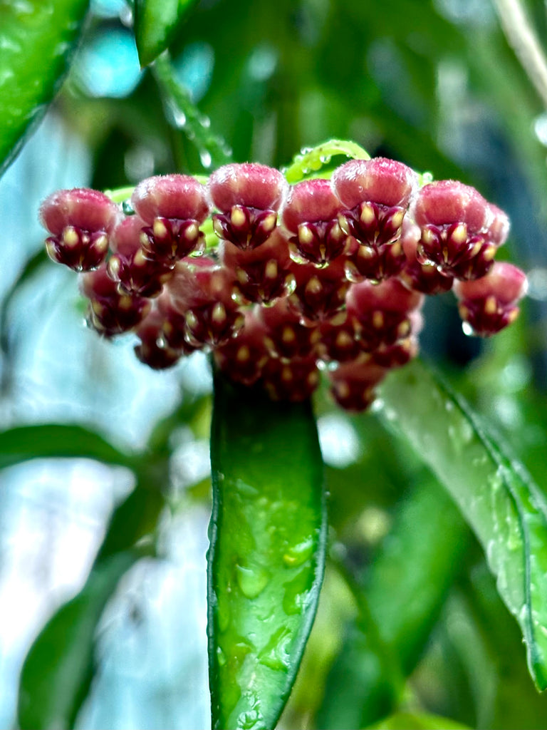 Hoya wayetii IML 1540 H89