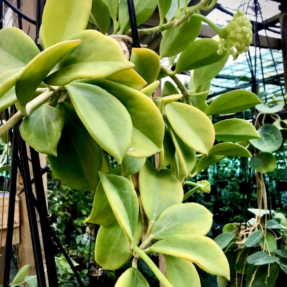 Hoya pachyclada IML 0523 H25