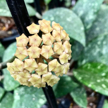 Hoya sp. Ko Chang Is. IML 1508 H127
