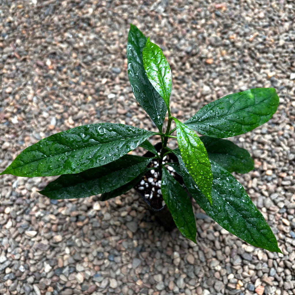 Hoya decipulae H451