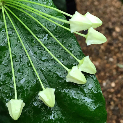 Hoya multiflora 'Shooting Star' IML 0182 H111