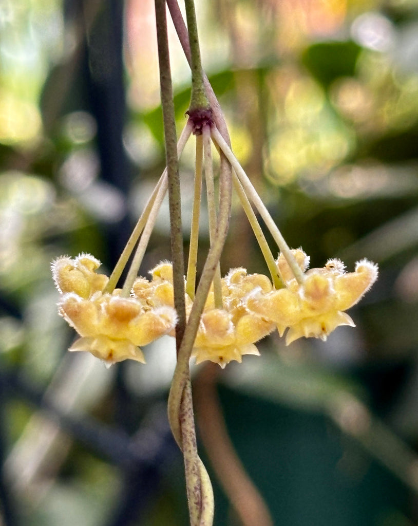 Hoya erythrina H24