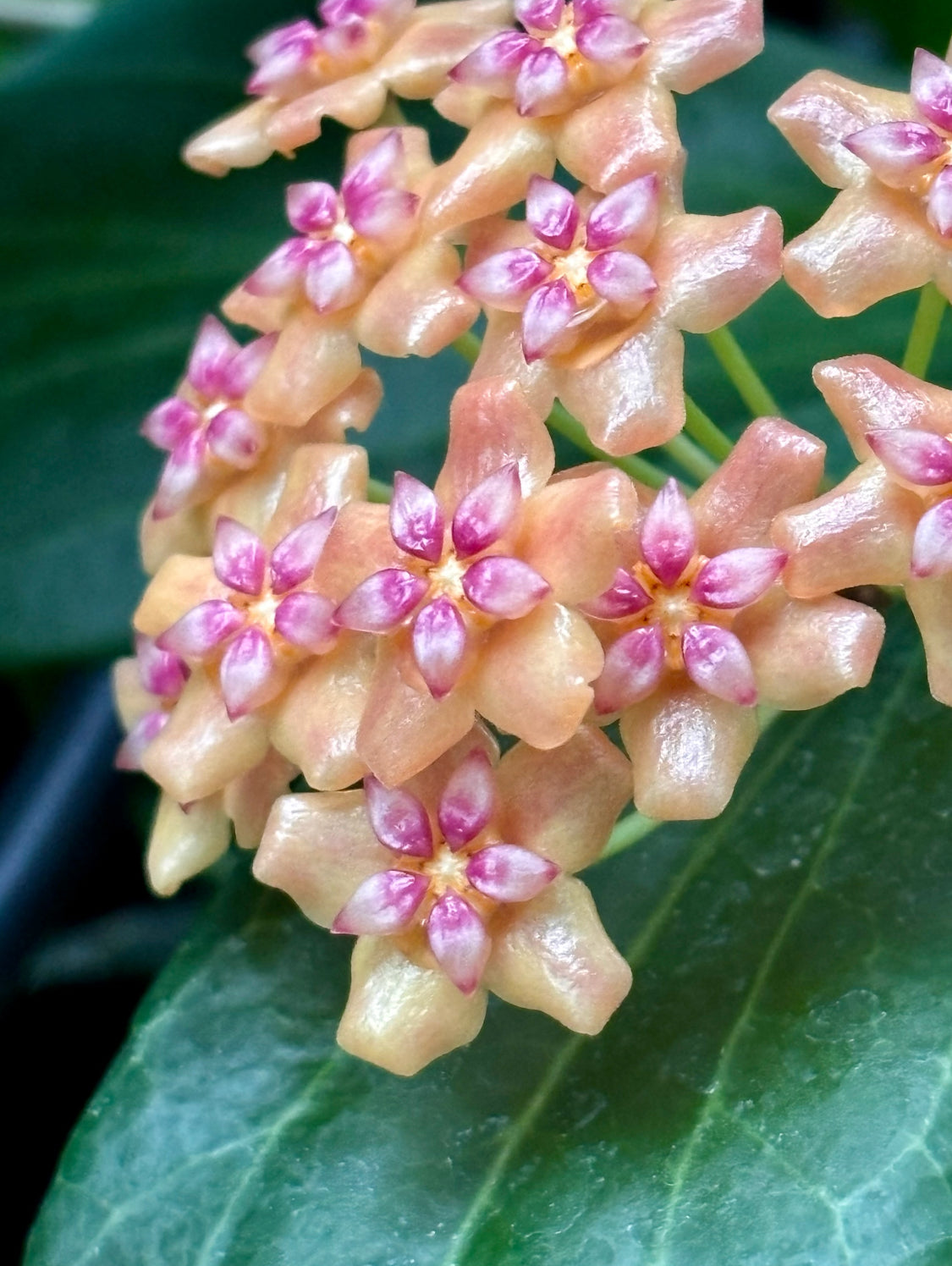Hoya palawanica IML 1605 H254