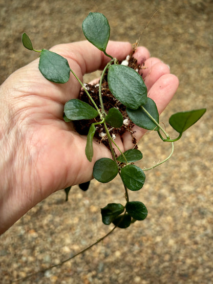 Hoya obcordata H408