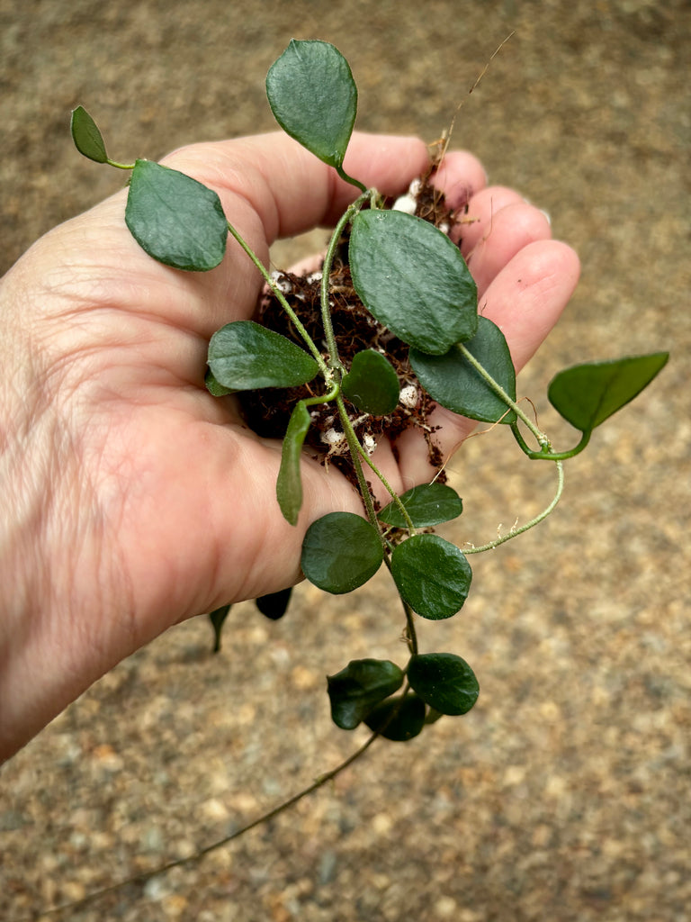 Hoya obcordata H408