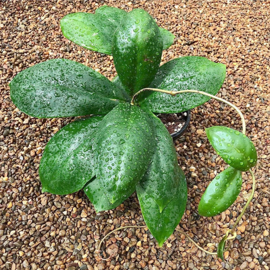 Hoya mitrata IML 1563 H110