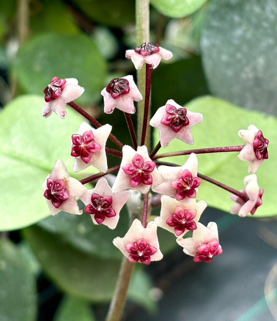 Hoya obovata (chimera) H194