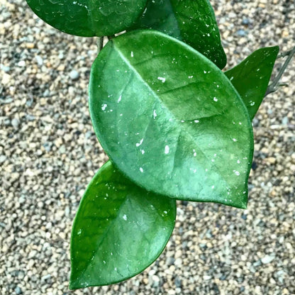 Hoya carnosa 'Snowball' H286