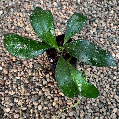 Hoya benchaii (red) H464