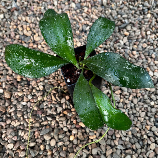 Hoya benchaii red H464