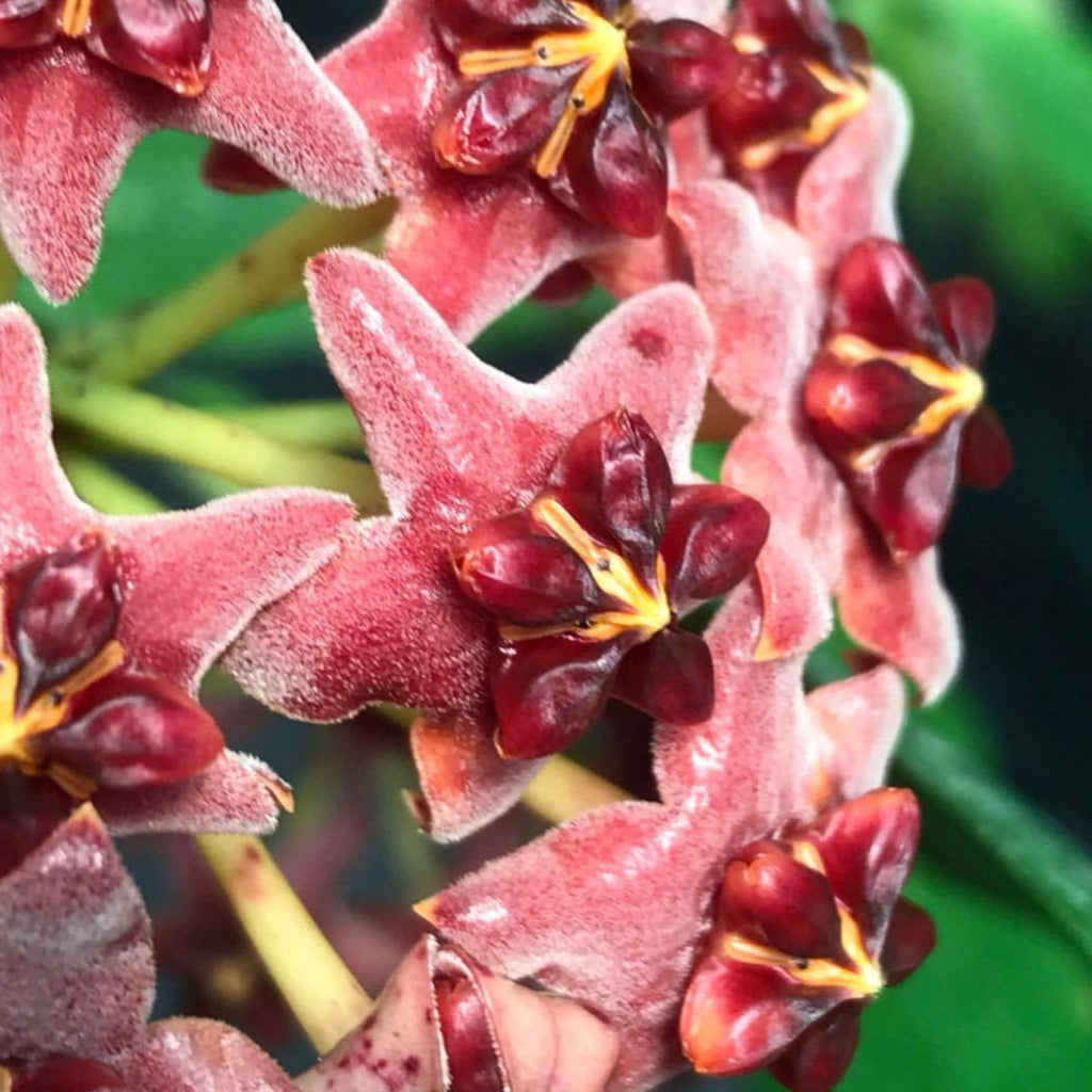 Hoya lobbii 'red' IML 1161 H244