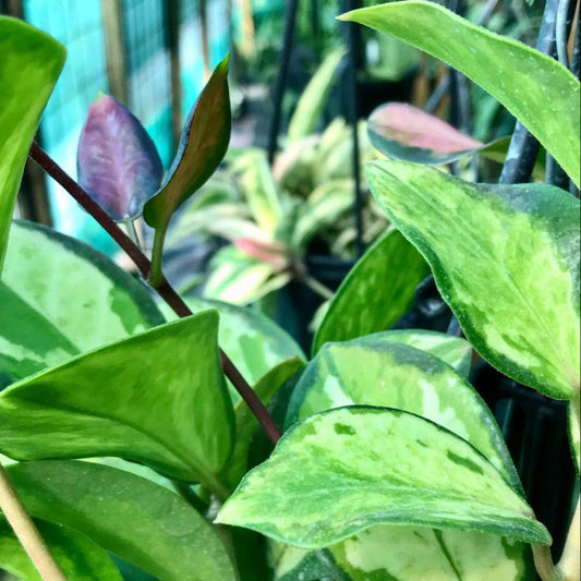 Hoya australis ssp. tenuipes 'Lisa' H288