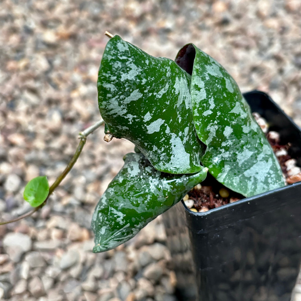 Hoya imbricata H319