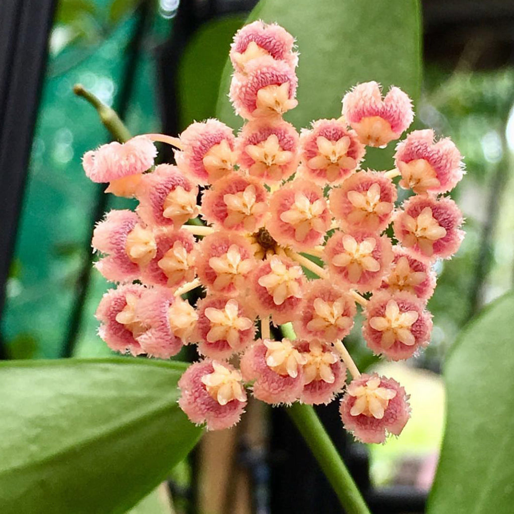 Hoya obscura H15