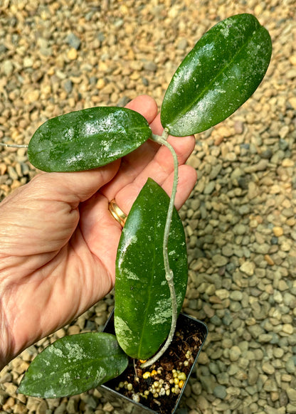 Hoya polypus (pink) H459