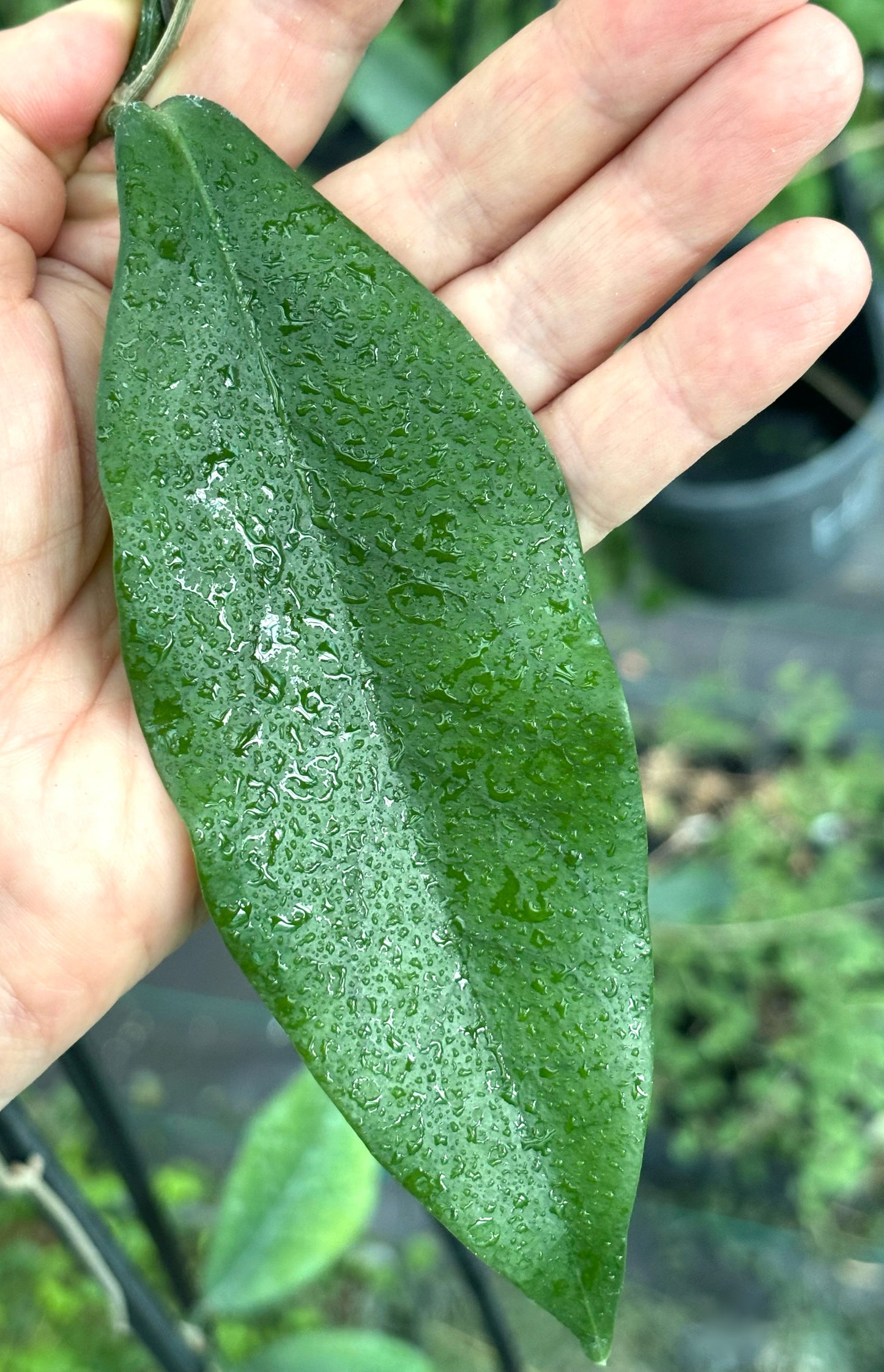Hoya flavescens IML 1117 H235