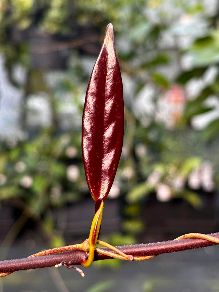 Hoya pubicalyx H165