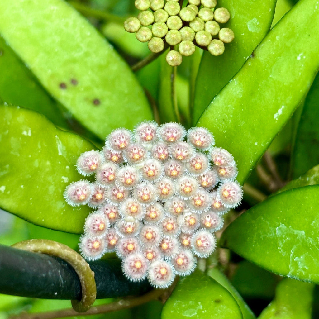 Hoya parviflora H181