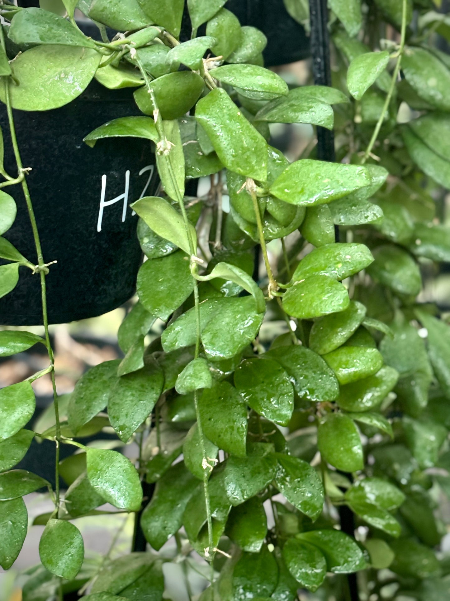 Hoya brevialata IML 1216 H223
