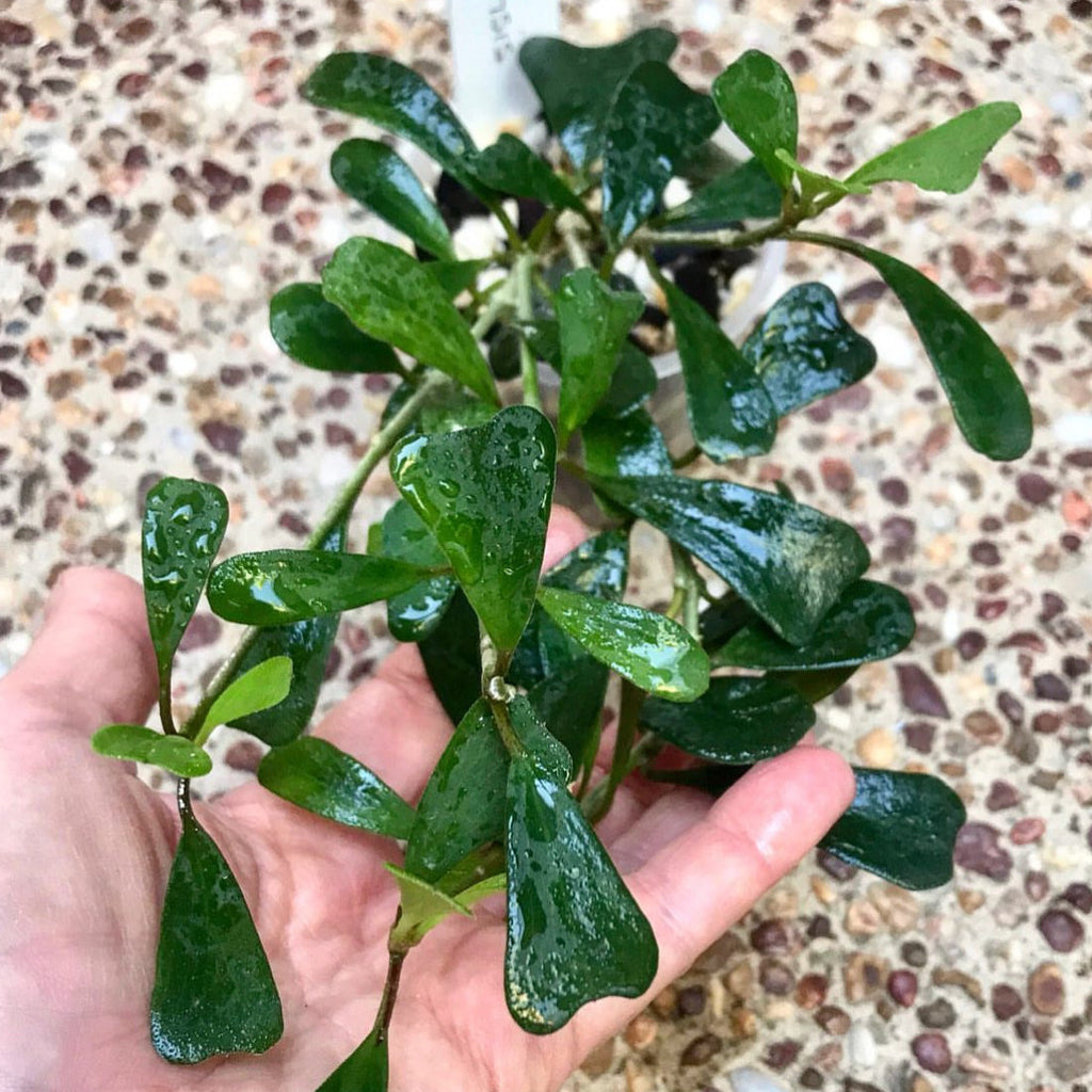 Hoya manipurensis H351