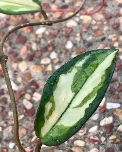 Hoya carnosa 'Krimson Princess' H9