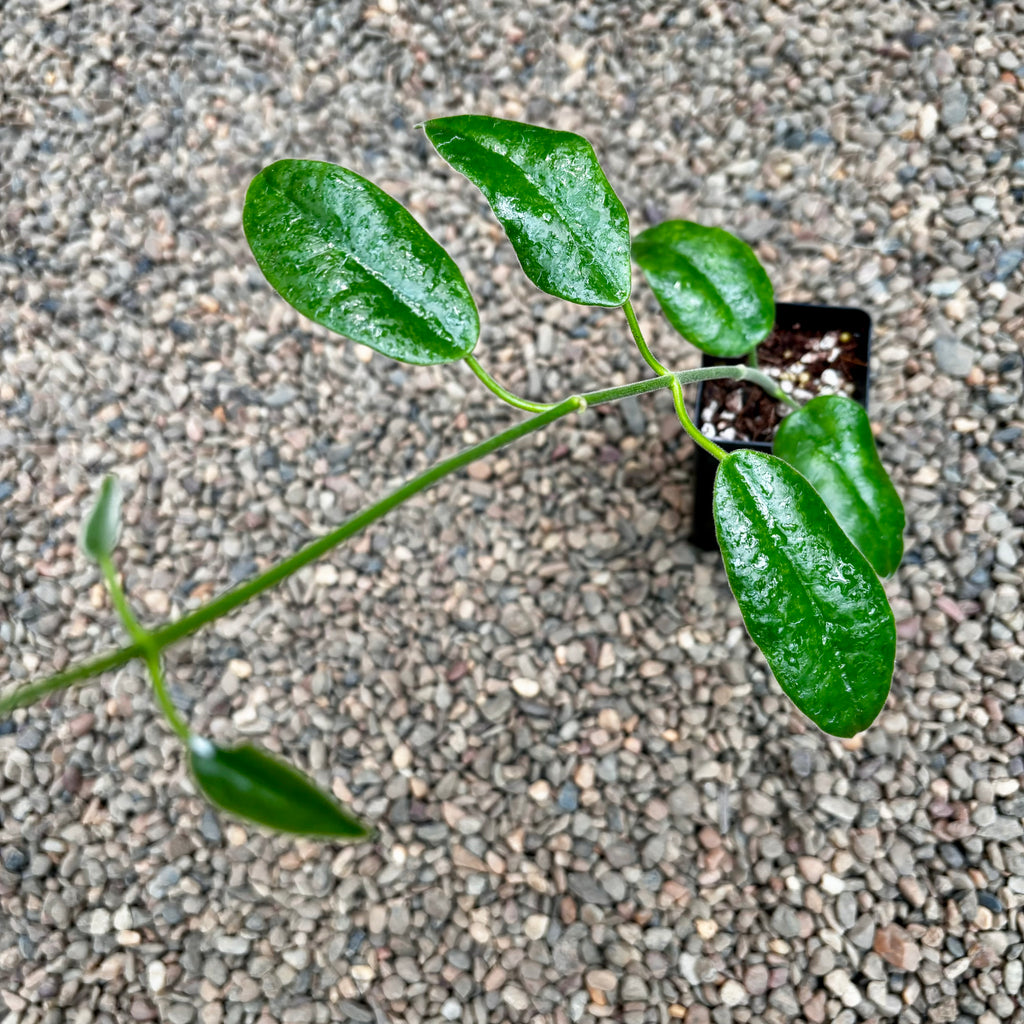 Hoya affinis H334