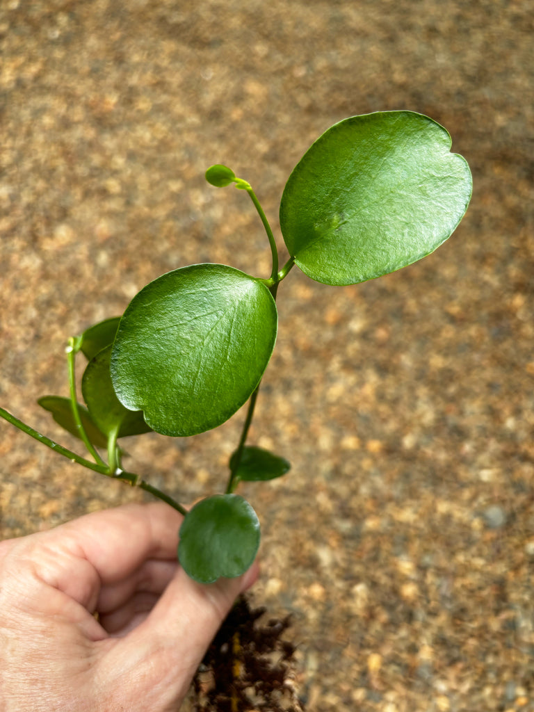 Dischidia tonsuensis IML 1376 D7