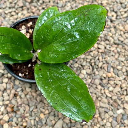Hoya erythrina (purple) H468