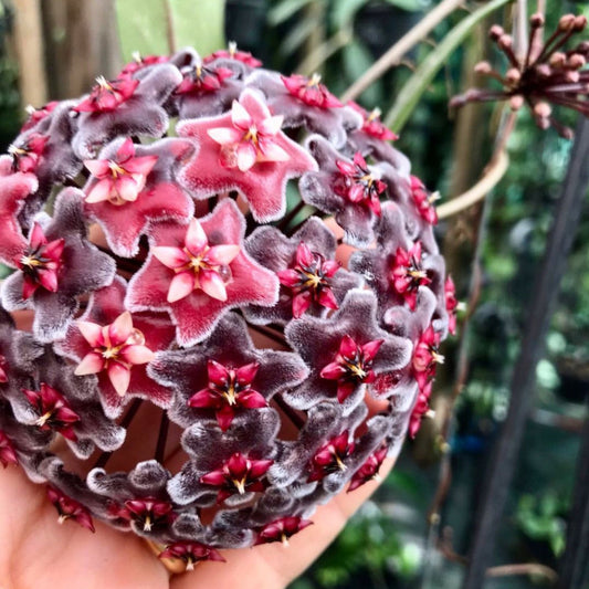 Hoya pubicalyx H165