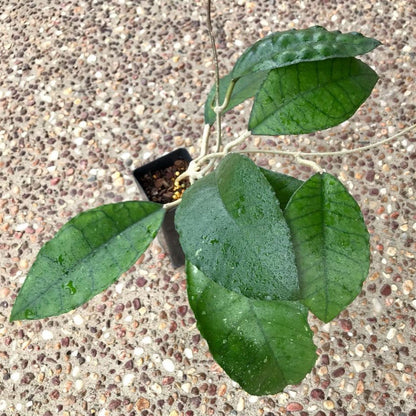 Hoya sp. Nong Nooch IML 1541 H120