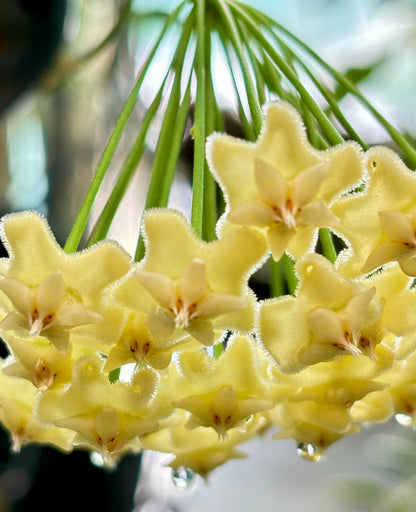 Hoya celata H210
