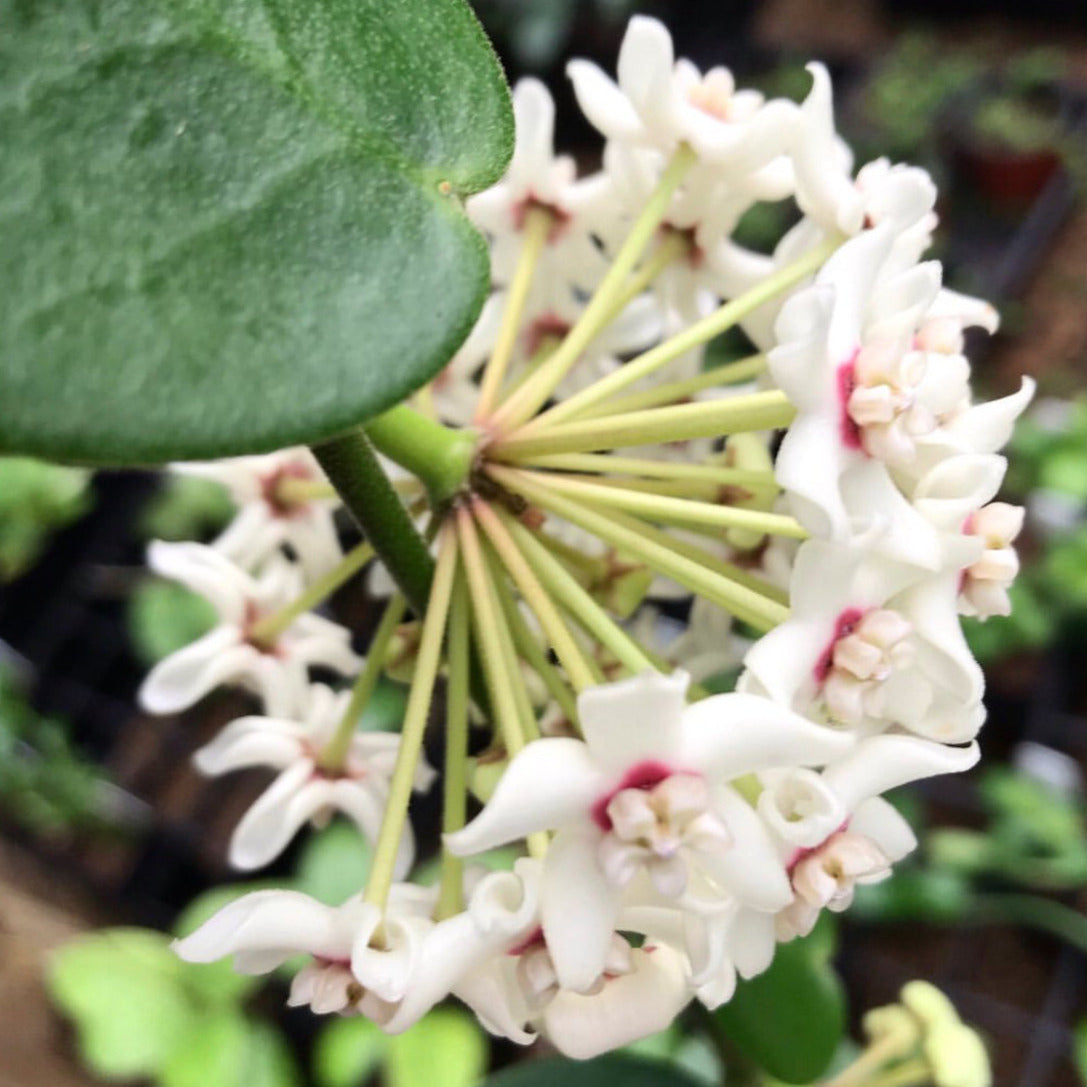 Hoya australis ssp. australis - round leaf H45