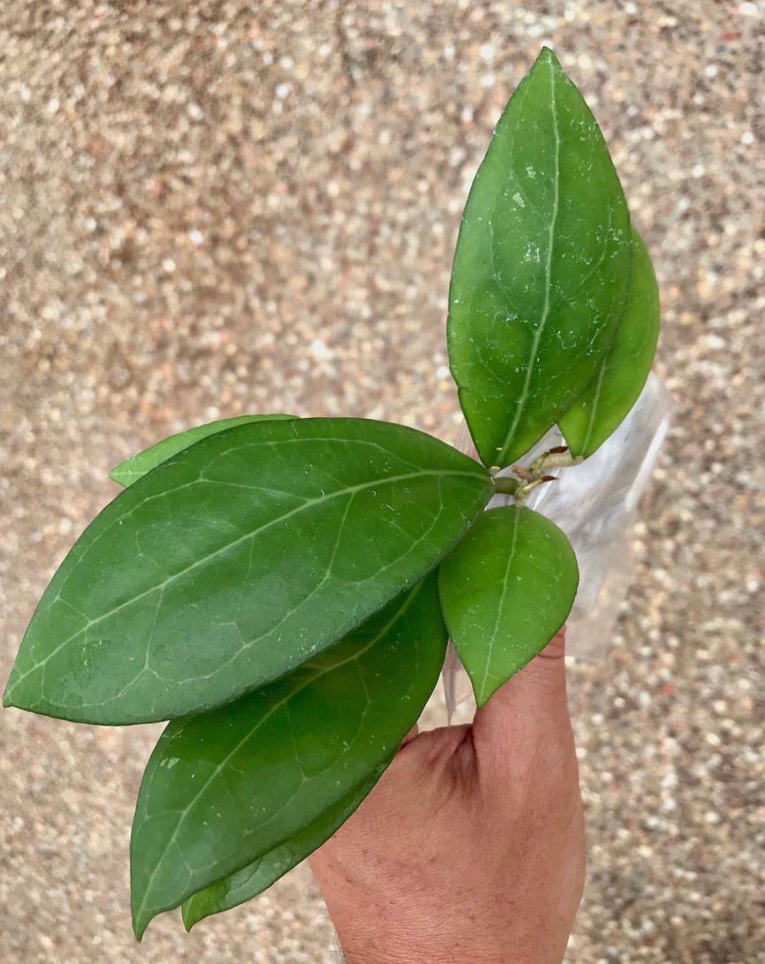 Hoya erythrostemma (white) IML 1428 H230