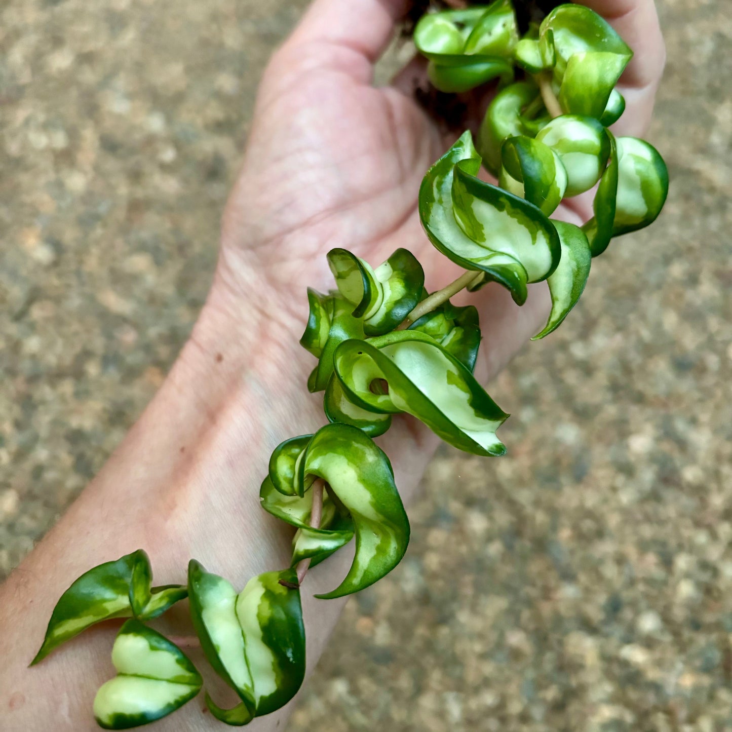 Hoya compacta Indian Rope - inside variegate H42