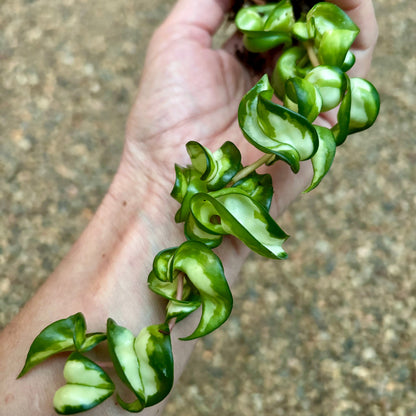 Hoya compacta Indian Rope - inside variegate H42