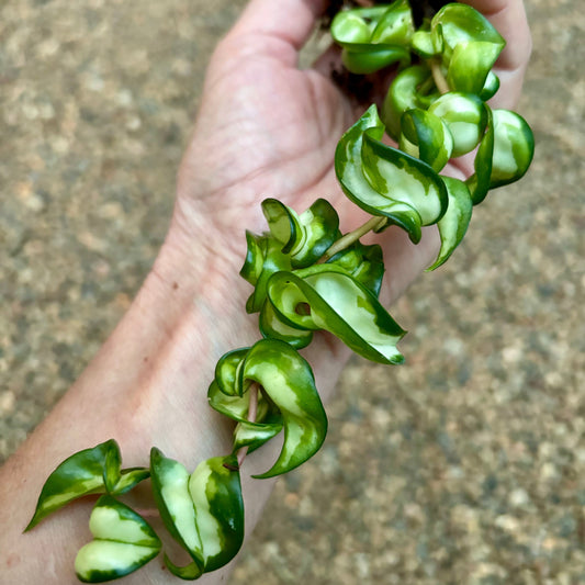 Hoya compacta Indian Rope - inside variegate H42