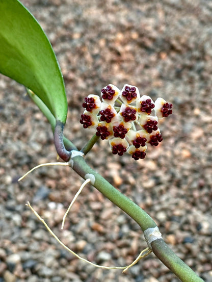 Hoya kerrii H44