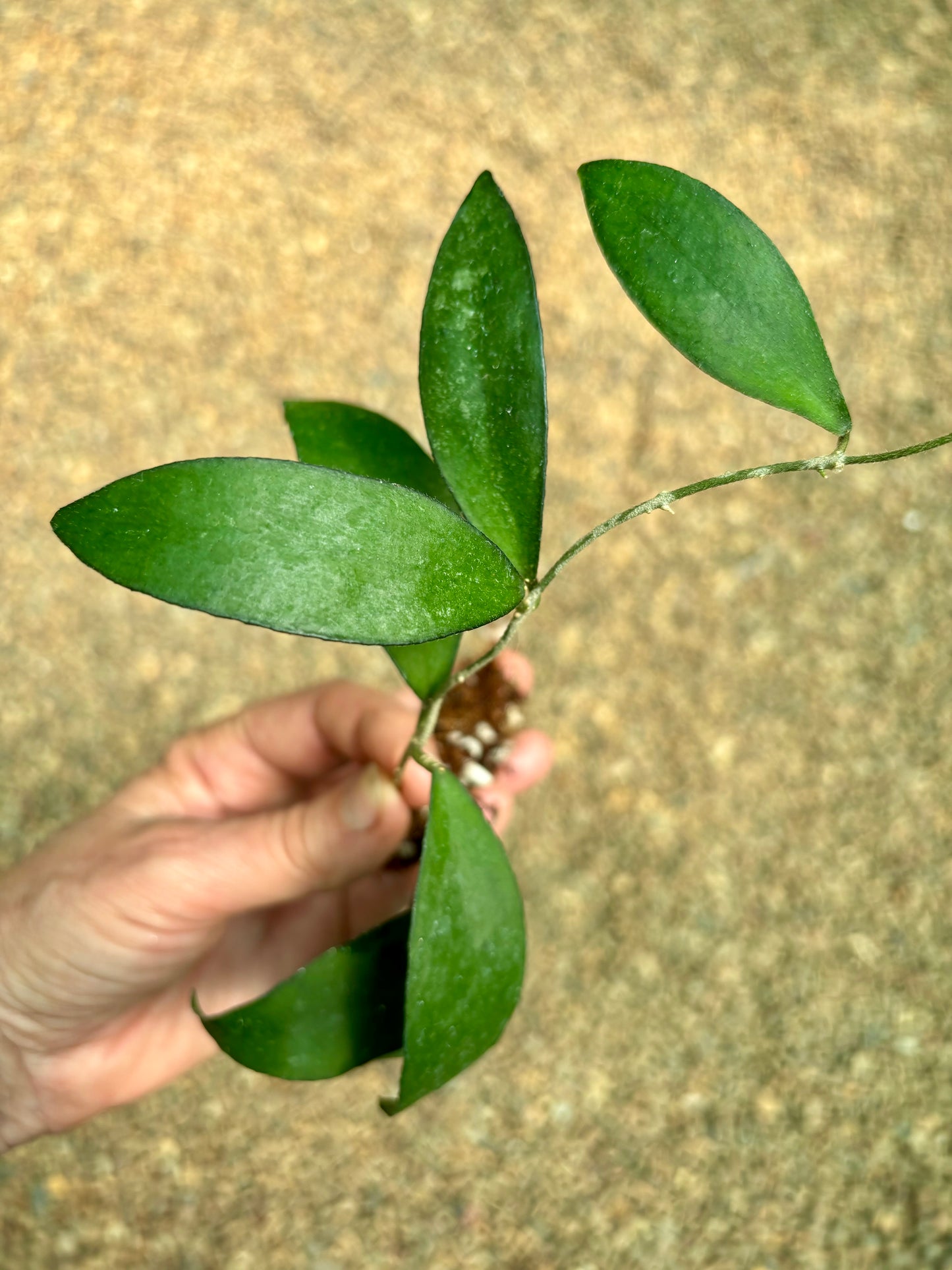 Hoya flagellata (gold) H344