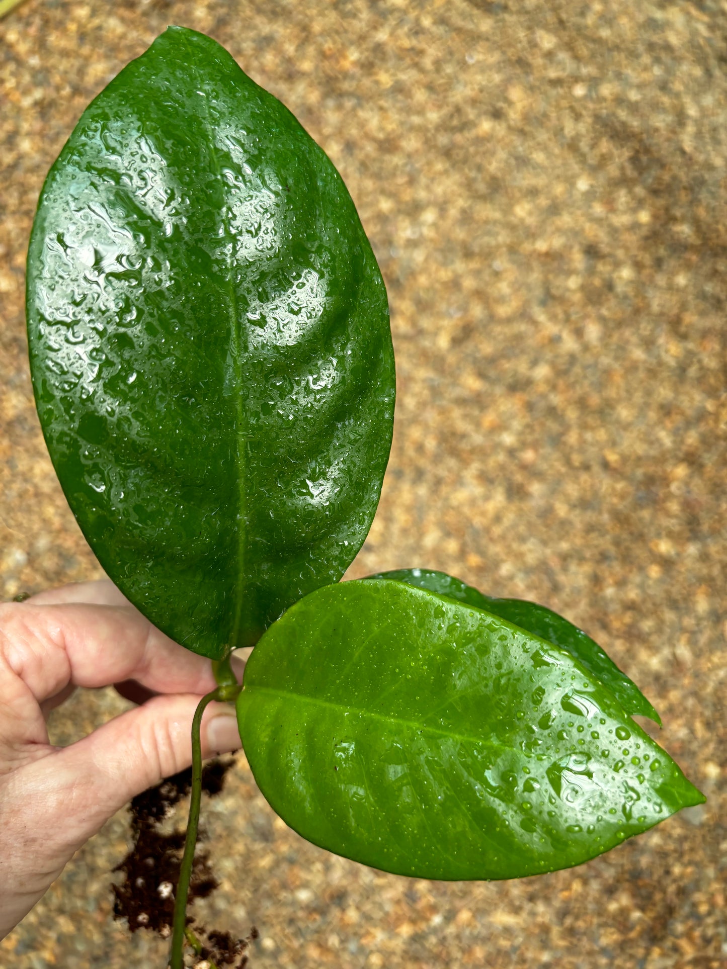 Hoya nervosa H379