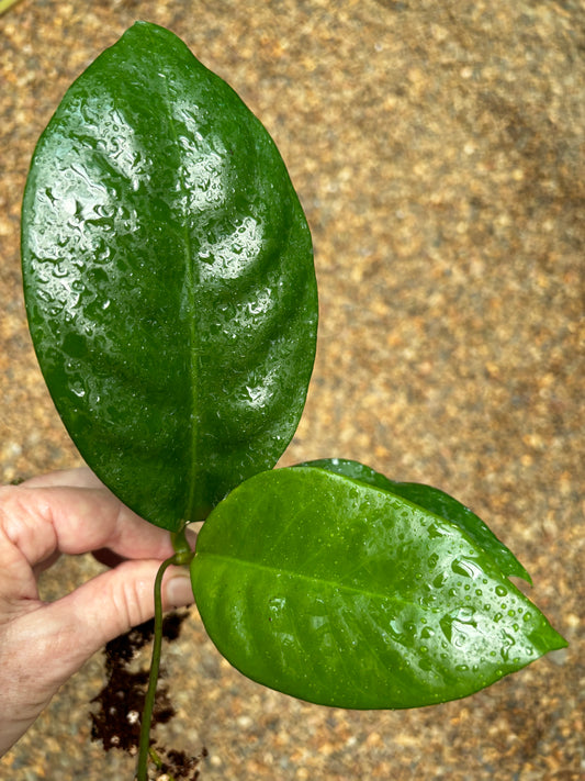 Hoya nervosa H379