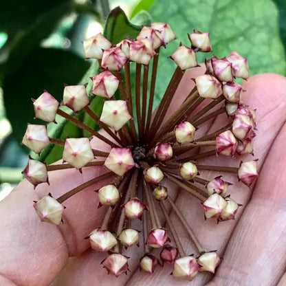 Hoya fungii H3