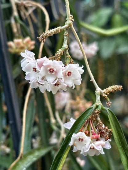 Hoya shepherdii IML 0048 H148