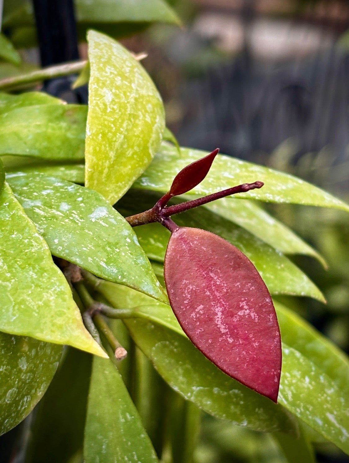 Hoya inconspicua H184
