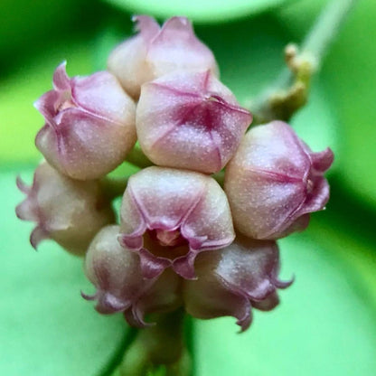 Hoya heuschkeliana H2