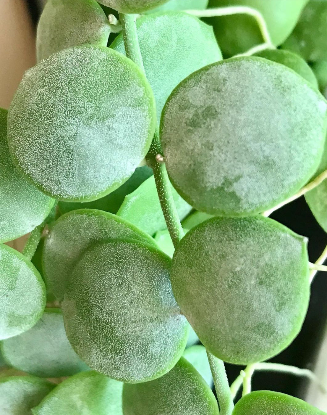 Dischidia nummularia - thin leaf D19