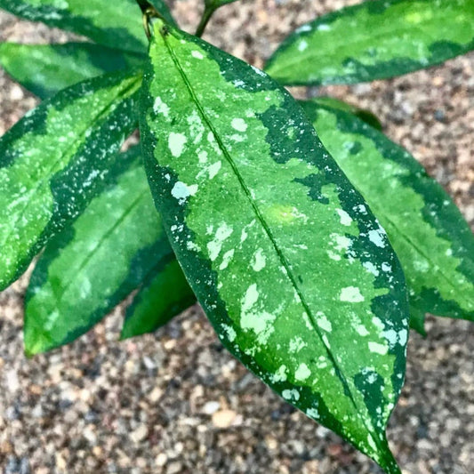 Hoya multiflora variegata H182