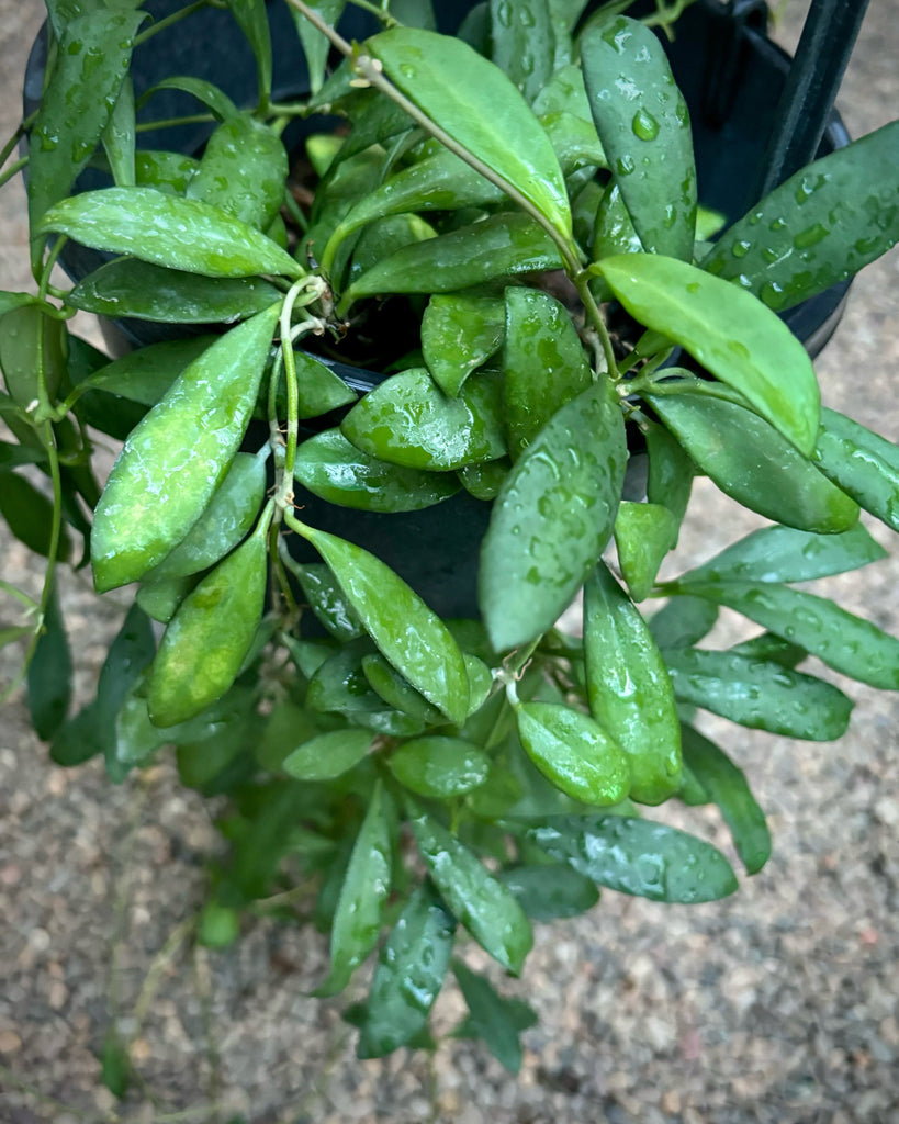 Beginner's Hoya Pack #4 (updated Jan '26)